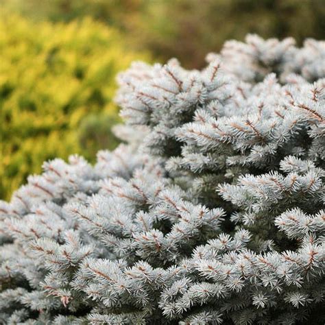 The dwarf alberta spruce (picea glauca 'conica') is a classic chicago conifer: The Best Conifers for Your Yard | Blue spruce, Dwarf and ...