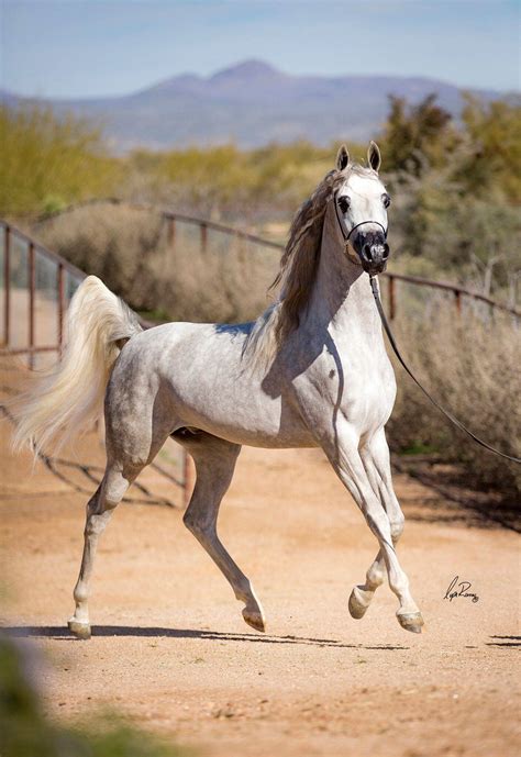 Khalif Swf Arabian Horses Of Stonewall Farm