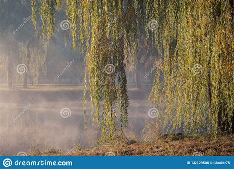 Weeping Willow Branches Hang Down Over The Water On The Bank Of The