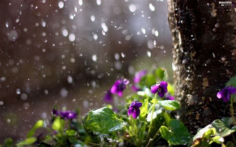 Viewes Rain Trunk Trees Violets Beautiful Views Wallpapers 1920x1200