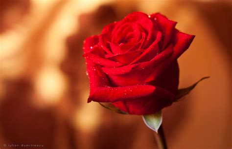 25 Lovely And Beautiful Red Rose Pictures For Valentines Entertainmentmesh