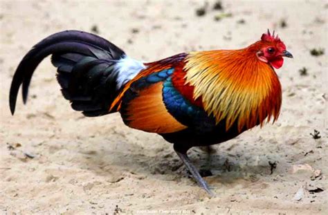4 Jenis Ayam Sabung Paling Populer di Indonesia