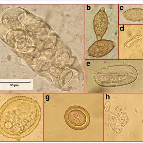 Cestode And Nematode Eggs And Oocysts Observed In The Canid Faecal