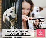 Dog Boarding Business Insurance Pictures