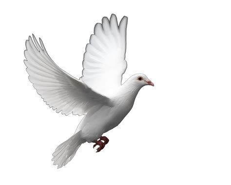 Dove Photo Png Transparent Background Free Download 41754 Freeiconspng