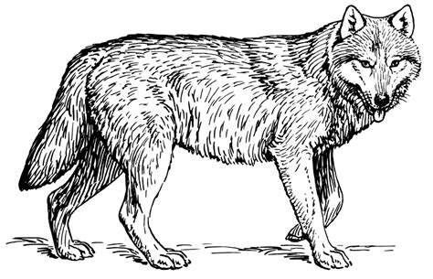 By best coloring pages august 10th 2013. Wolf Coloring Pages 2 | Coloring Pages To Print