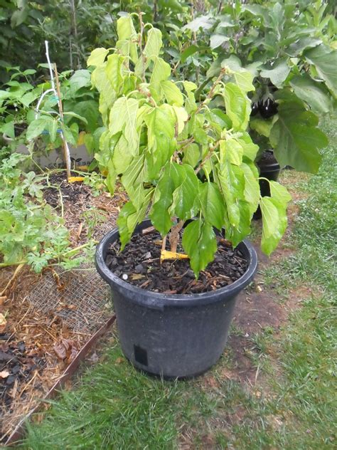 The leaves are alternately arranged, simple and often lobed; My Edible Fruit Trees: Mulberry Trees VIC