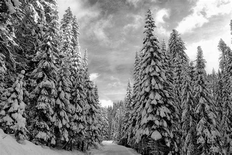Black And White Snowy Trees