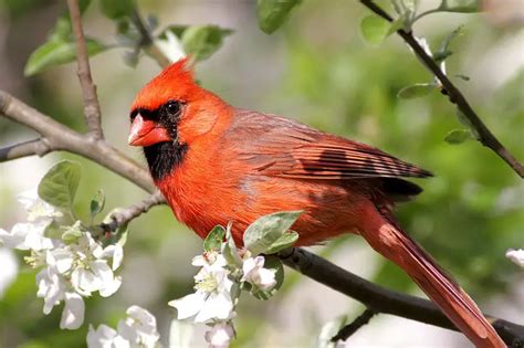 How To Attract Cardinals To Your Yard Backyard Birding
