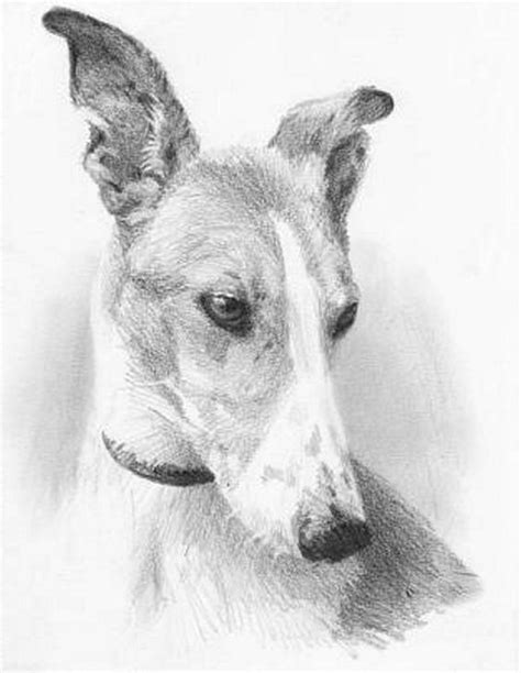 10 Lindos Dibujos A Lapiz De Perros