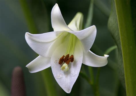 8 Types Of Lilies For Beautiful Gardens Uk