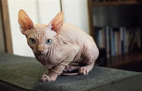 Unique Weirdest Cat Breeds We Love Cats Com