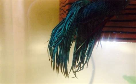Betta fins curling :: Vang Bettas