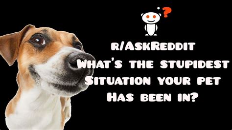 Raskreddit Whats The Stupidest Situation Your Pet Has Been In