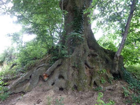 Prune oaks in the dormant season to avoid attracting. Exposed root system on Oak at Middle... © Dave Spicer cc ...