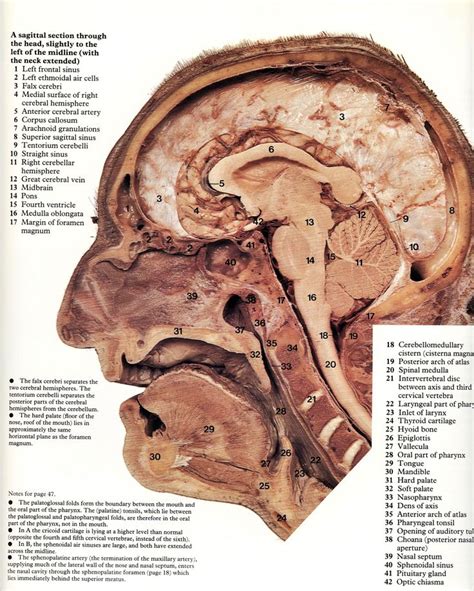 Pin By Bengt Sandberg On Part 1 Of 6 Headneck And Brain Atlas Of