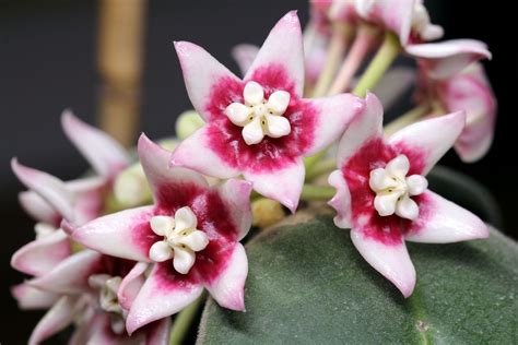 Plus, my heart leaf hoya bloomed and the flowers have lasted 3 weeks, only complaint there is the nectar drips out and can stain furniture, nectar is brown looking and very. Hoya calycina - the most powerfully fragrant Hoya. Large ...