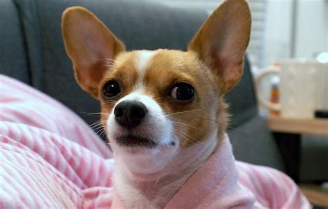 115 Cute Girl Chihuahua Names Female Names For Chihuahuas Petpress