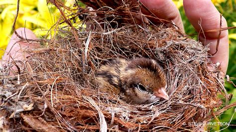 Animal Homes ~ Share Your Photos of Animal Homes | Nature | PBS