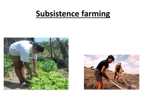 Ppt Crop Husbandry Powerpoint Presentation Free Download Id2245991