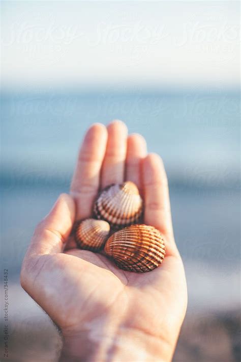 Hands Holding Sea Shells By R A V E N Sea Shells Shells She Sells