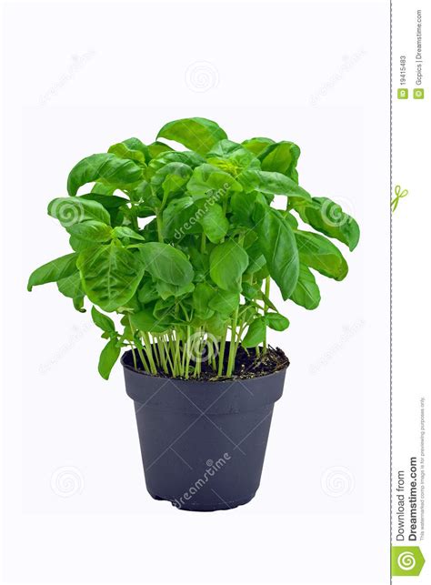 Basil Plant In Pot Stock Image Image Of Herbs Botany