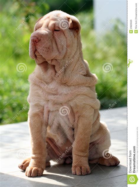 Puppy Sharpei Sitting Stock Photo Image Of Cream Baby 23820520