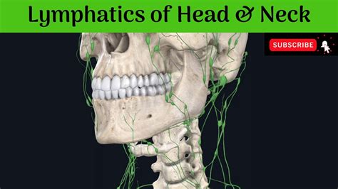 Lymphatics Of Head And Neck Deep Cervical Outer Circle Inner