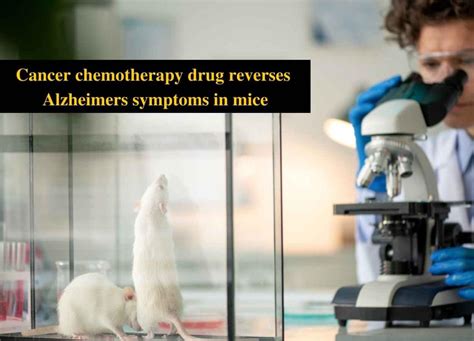 Cancer Chemotherapy Drug Reverses Alzheimer Symptoms In Mice Pharmatutor