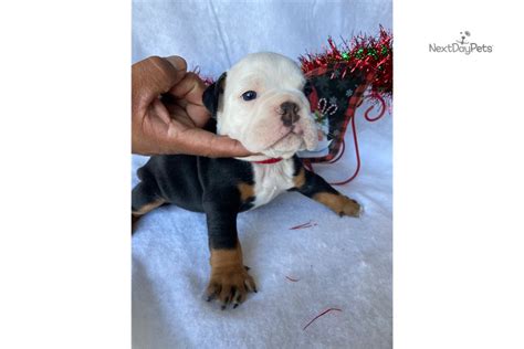 Rex Bulldog Puppy For Sale Near Los Angeles California Ef06147d71