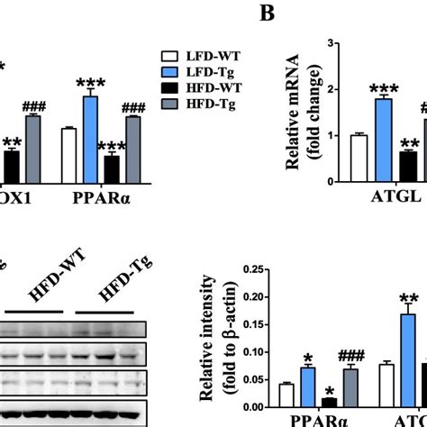 Pdf Overexpression Of Nag 1gdf15 Prevents Hepatic Steatosis Through