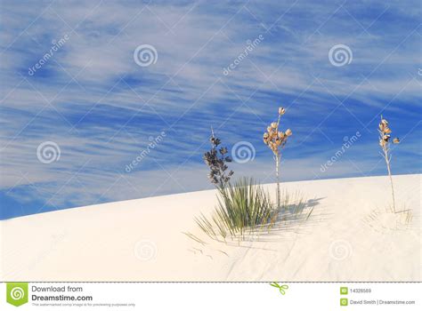 Cactus Growing In The White Sand Dunes Stock Image Image Of Needles