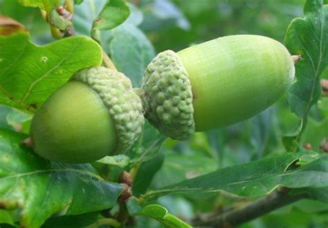 Oak trees follow a pattern of acorn production that varies by year, going through periods of very low production for a few years, followed by a mast year , when all the an english oak tree may start producing it's first acorns at 40 years old. English Oak Tree - Quercus robur