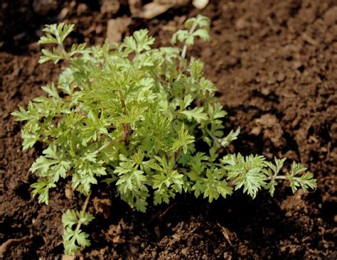 In unseren gartentipps für den nutzgarten lesen sie, was im märz sonst noch zu tun ist. maerz_11 | Garten Wissen