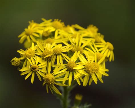 Tansy Ragwort Jacobaea Vulgaris Tualatin Swcd