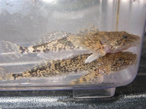 Sculpin Western Montana Fish Species The Missoulian Angler Fly Shop