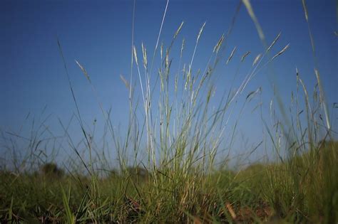 Australian Native Grasses List Identification Guide Ultimate Backyard