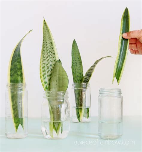 Fill the bottom 1 inch of a clay pot with small stones or coarse gravel to maximize drainage. Propagate Sansevieria (Snake Plant): 3 Easy Ways! - A ...