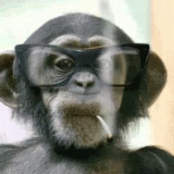 Funny Monkey Smoking GIFs Tenor