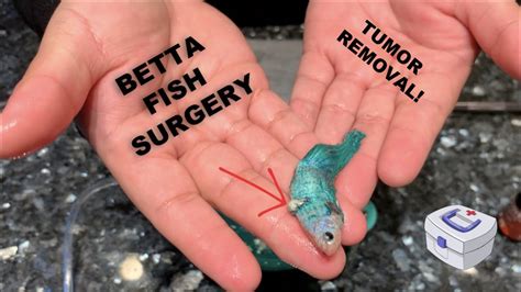 Betta Fish Surgery Fish Tumor Removal Nenimals Youtube