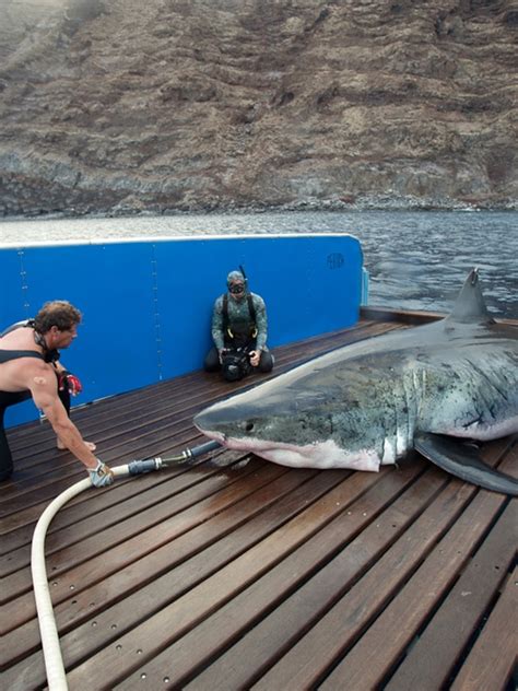 Biggest Shark In The World Ever Recorded