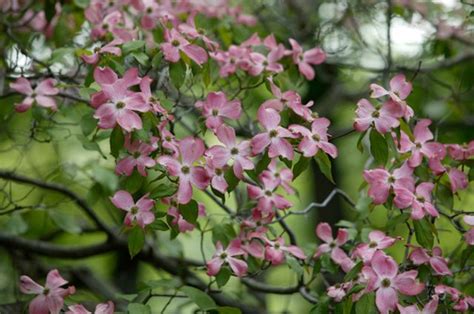 Native Flowering Trees In North Carolina Hunker
