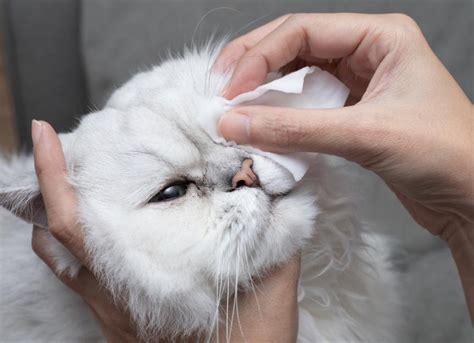 What Toxicity Causes Runny Nose In Cats