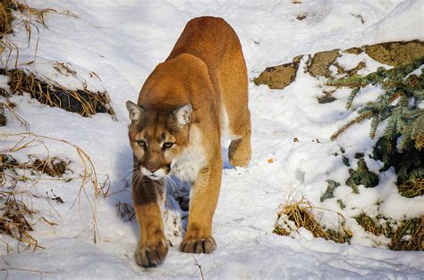 Cougar On The Prowl Photograph By Bassart Photography Fine Art America