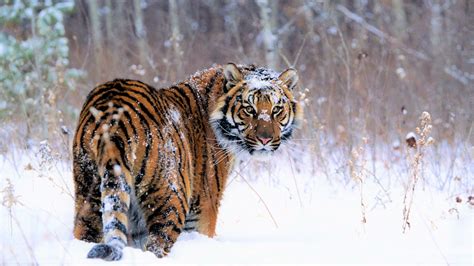 Siberian Tiger In Winter Image Abyss