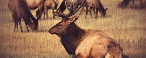 Elk At Yellowstone National Park Outwit Multiple Predators To Stay