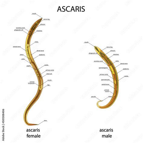 Ascaris Anatomy Diagram