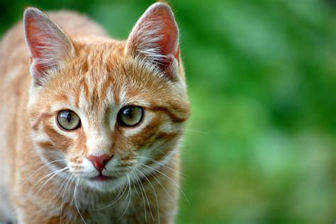 4k 5k 6k Closeup Cats Head Glance Whiskers Ginger Color Hd
