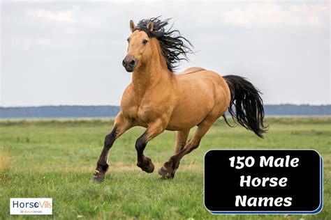 150 Fine Male Horse Names For Your Geldings And Stallions
