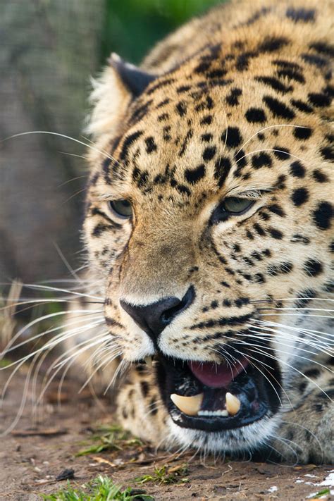 Amur Leopard Roar By Mark Hodnett Photo 2955030 500px